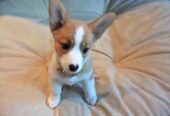 Pembroke Welsh Corgi Puppies
