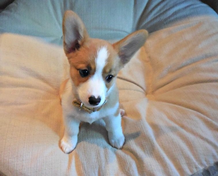 Pembroke Welsh Corgi Puppies