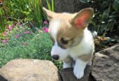 Pembroke Welsh Corgi Puppies