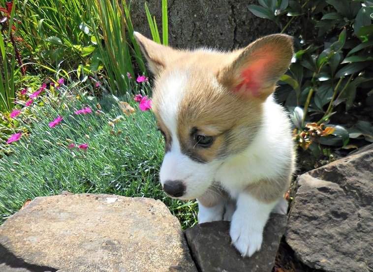 Pembroke Welsh Corgi Puppies