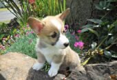 Pembroke Welsh Corgi Puppies