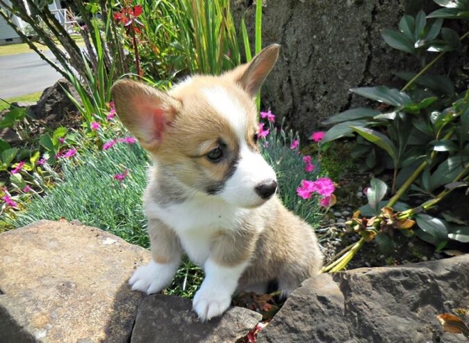 Pembroke Welsh Corgi Puppies