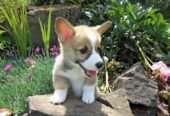 Pembroke Welsh Corgi Puppies