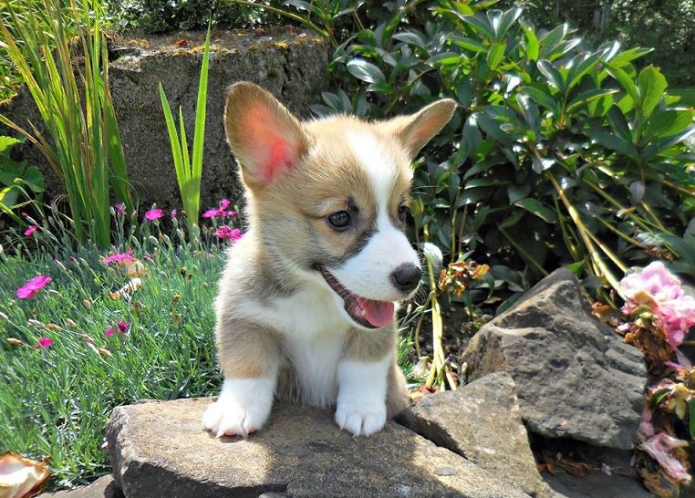Pembroke Welsh Corgi Puppies