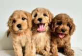 Toy Cavoodle Puppies
