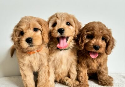 cavoodle_loverz_1707799443_3301583484218524939_3949160593