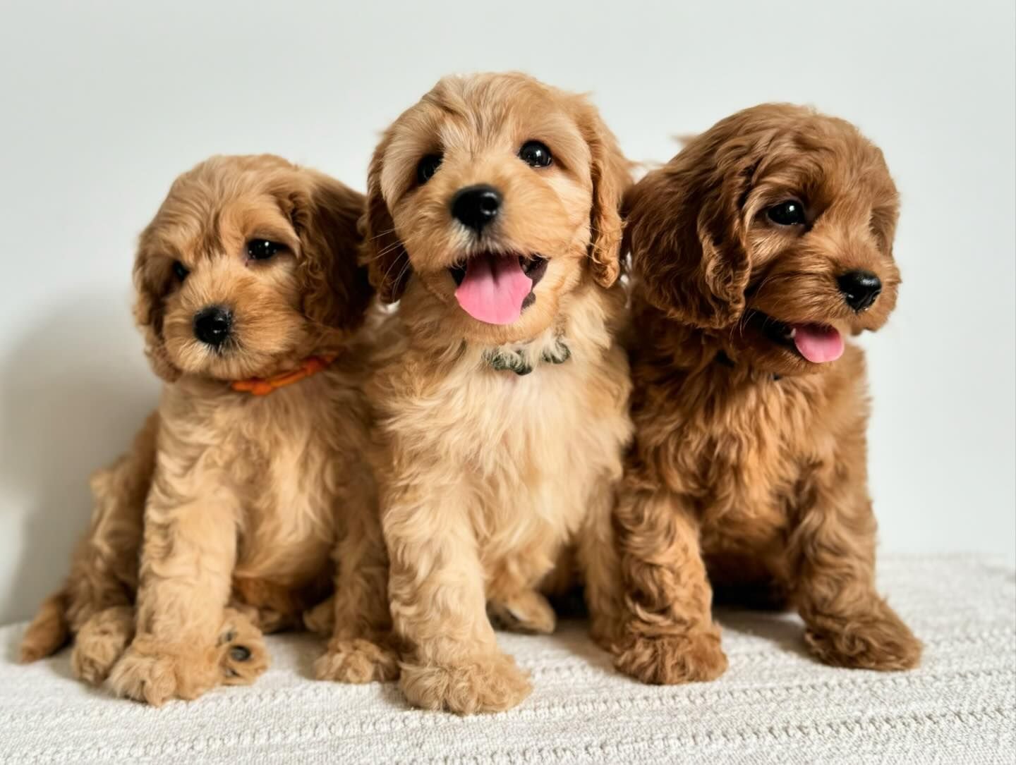 Toy Cavoodle Puppies