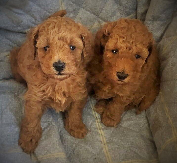 golden doodle pups ready now for a new home.