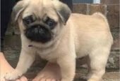 Fawn Pug puppies for free adoption.