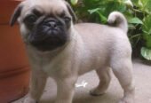 Fawn Pug puppies for free adoption.