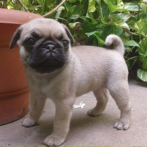 Fawn Pug puppies for free adoption.