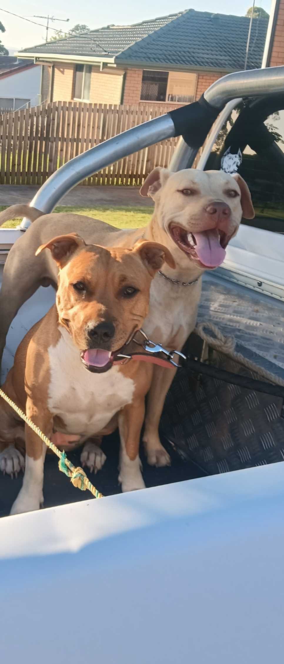 Pure-bred rednose and Amstaf