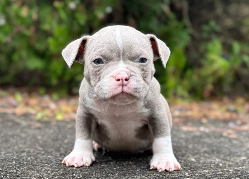 Adorable American Pocket Bully Puppy up for adoption