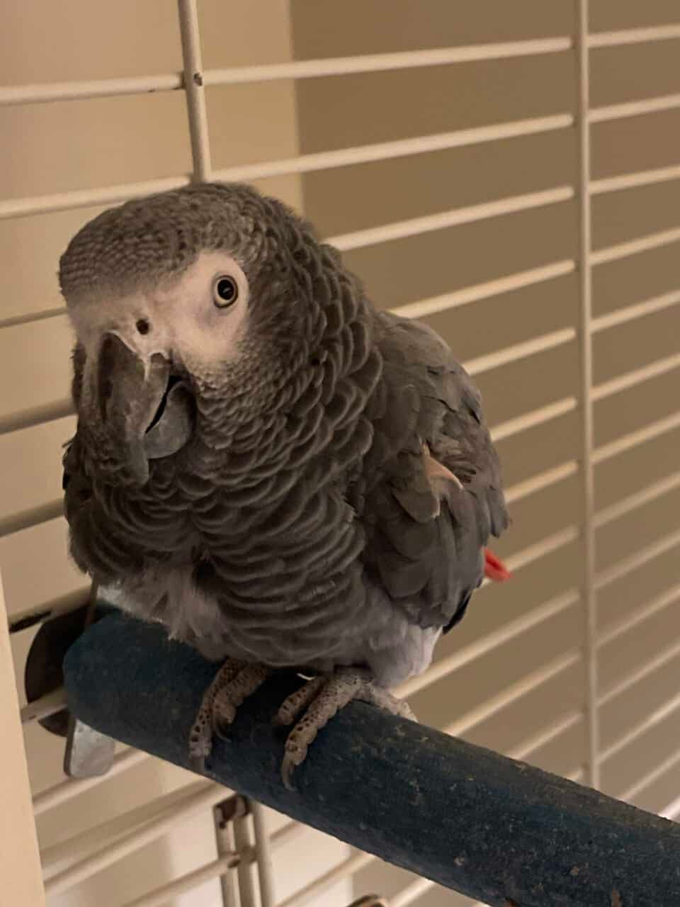 Talking African Grey Female Parrot
