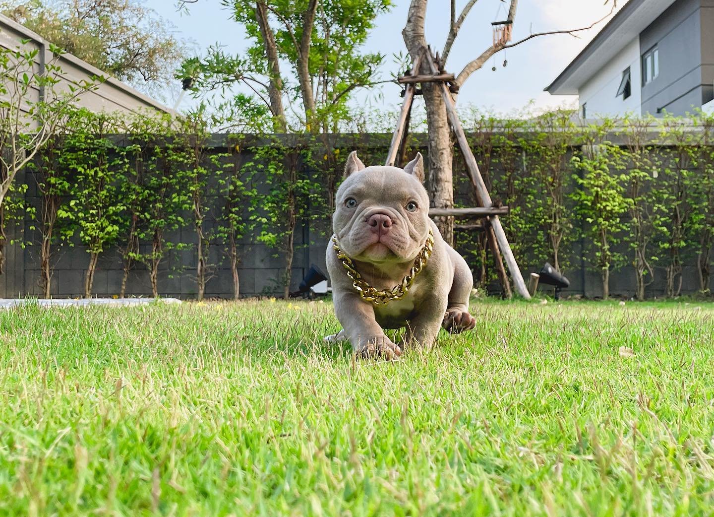Best Standard and Pocket Bully For Sale – $950 Each
