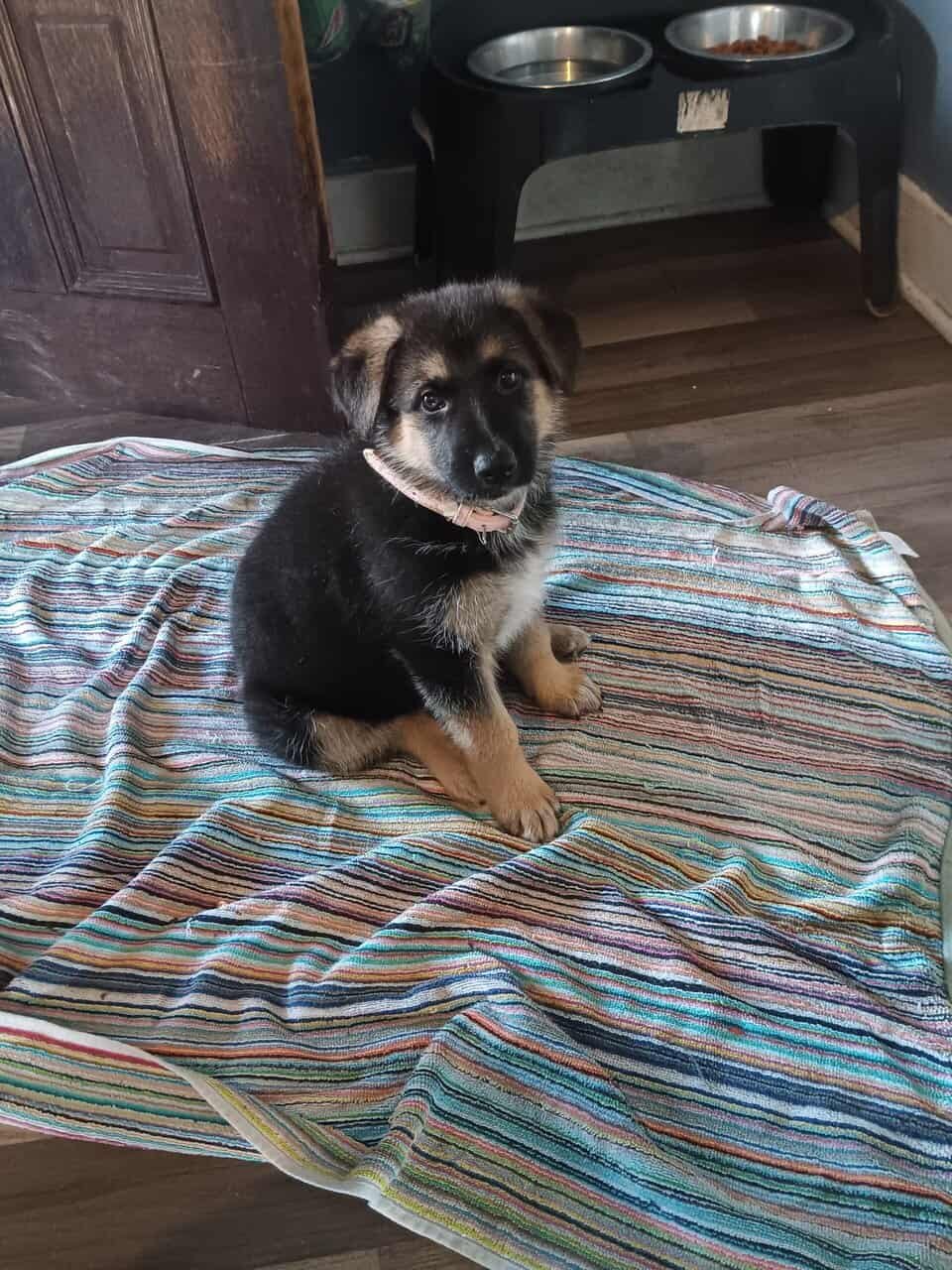 Cute German Shepherd Pups