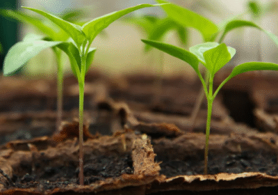 slider_seedlings_1200_x_500_px