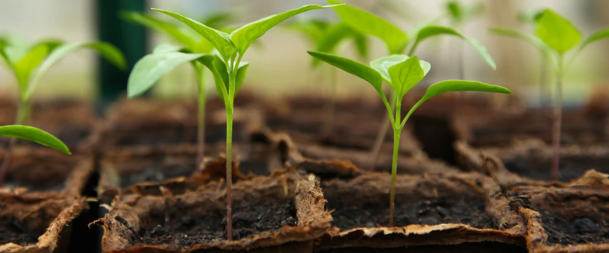 Why Slow Release Organic Fertiliser is Best for Long-Term Plant Health