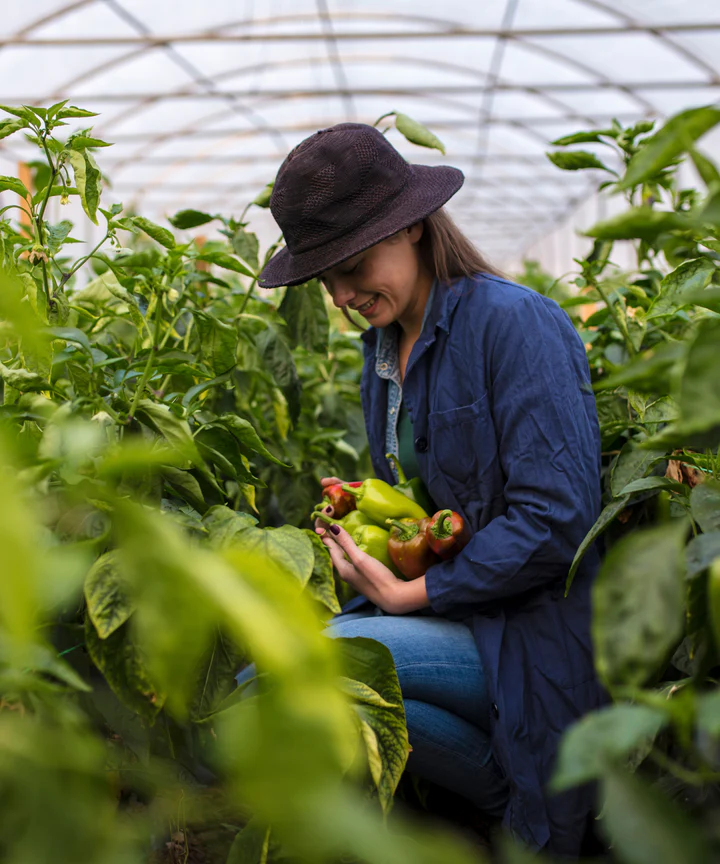 Grow Healthier Veggies with the Best Organic Fertiliser for Vegetables