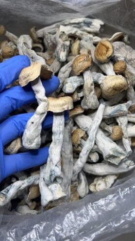 buy magic mushrooms