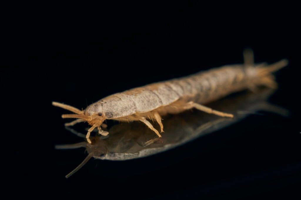 Safe & Affordable Silverfish Control Sydney | Good Riddance Experts