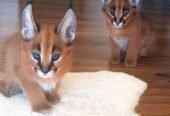 Caracals, Ocelots and F1 – F3 savannah and Serval