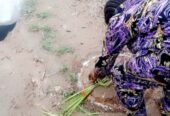 The best powerful spiritual herbalist in Nigeria+2348117855171