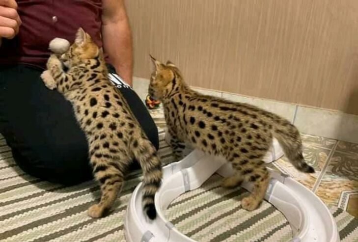 Ocelots, Caracals and F1 – F3 savannah and Serval