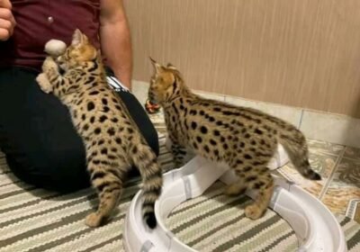 Serval01