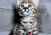 Ocelots, Caracals and F1 – F3 savannah and Serval