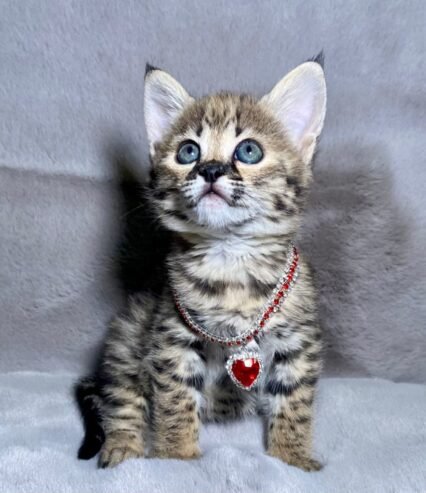 Ocelots, Caracals and F1 – F3 savannah and Serval