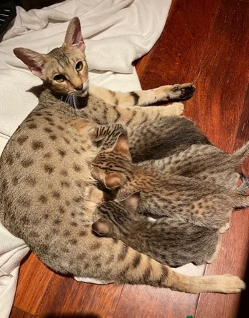 Hand and Home raised , Well tamed Exotics cats. (Ocelots, Caracals and F1 – F3 savannah and Serval)