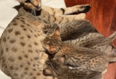 Well tamed Exotics cats. (Ocelots, Caracals and F1 – F3 savannah and Serval)