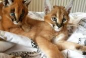 Caracals, Ocelots and F1 – F3 savannah and Serval