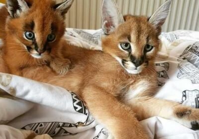 caracal02-1