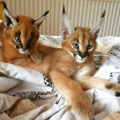 Caracals, Ocelots and F1 – F3 savannah and Serval