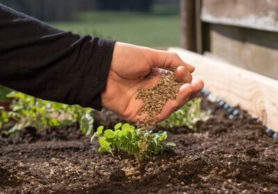 explaining-plant-food-and-fertilizers-1622012652-1622012824_n