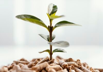 front-view-plant-growing-from-pellets