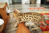 Ocelots, Caracals and F1 – F3 savannah and Serval