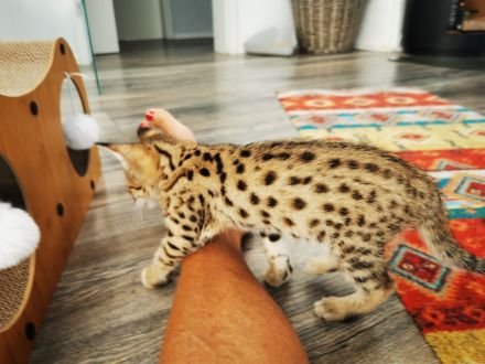 Ocelots, Caracals and F1 – F3 savannah and Serval