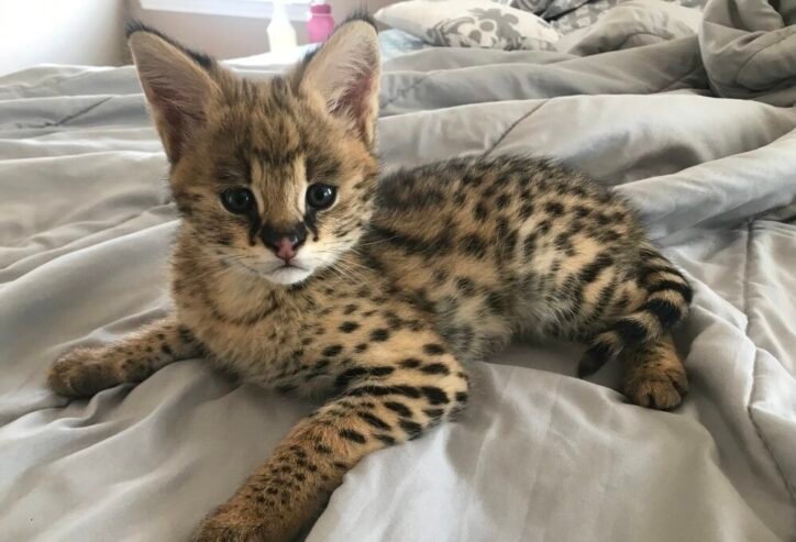 Well tamed Exotics cats. (Ocelots, Caracals and F1 – F3 savannah and Serval)