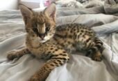 Caracals, Ocelots and F1 – F3 savannah and Serval