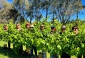 d’Vine Wine Tours