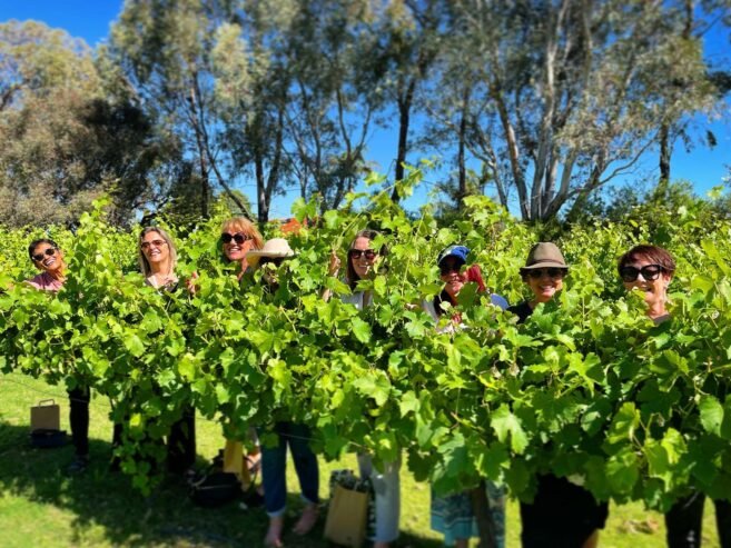 d’Vine Wine Tours