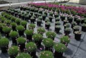 Indigo Specialty Products