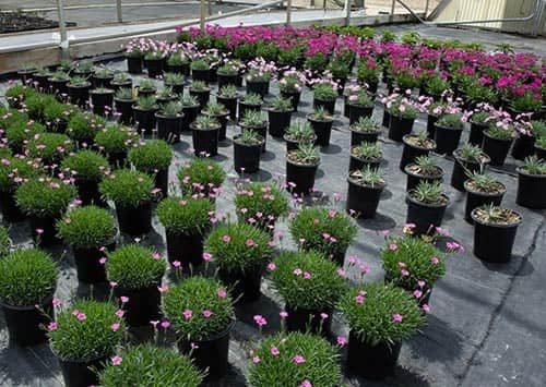 Indigo Specialty Products