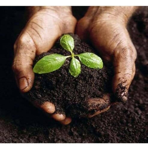 Indoor Plant Fertilisers for Healthy Growth – Available at Soil Dynamics