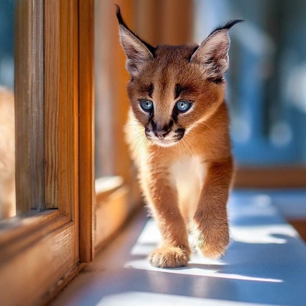 Caracal Kittens WhatsApp: +27842597191