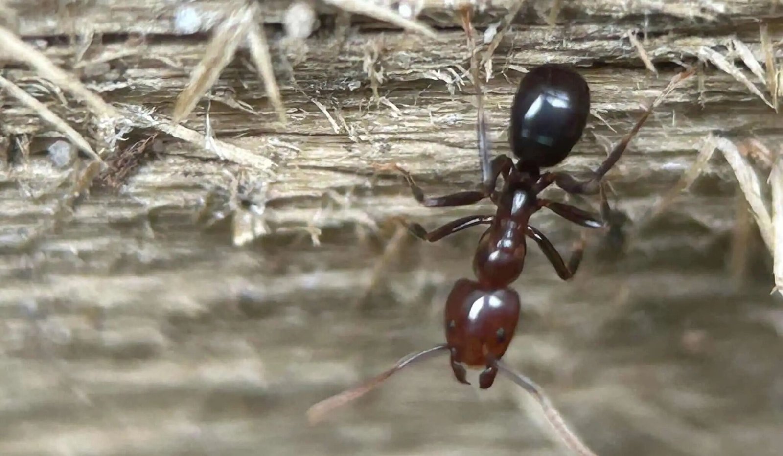 Ant Pest Control – Sydney Homes & Businesses