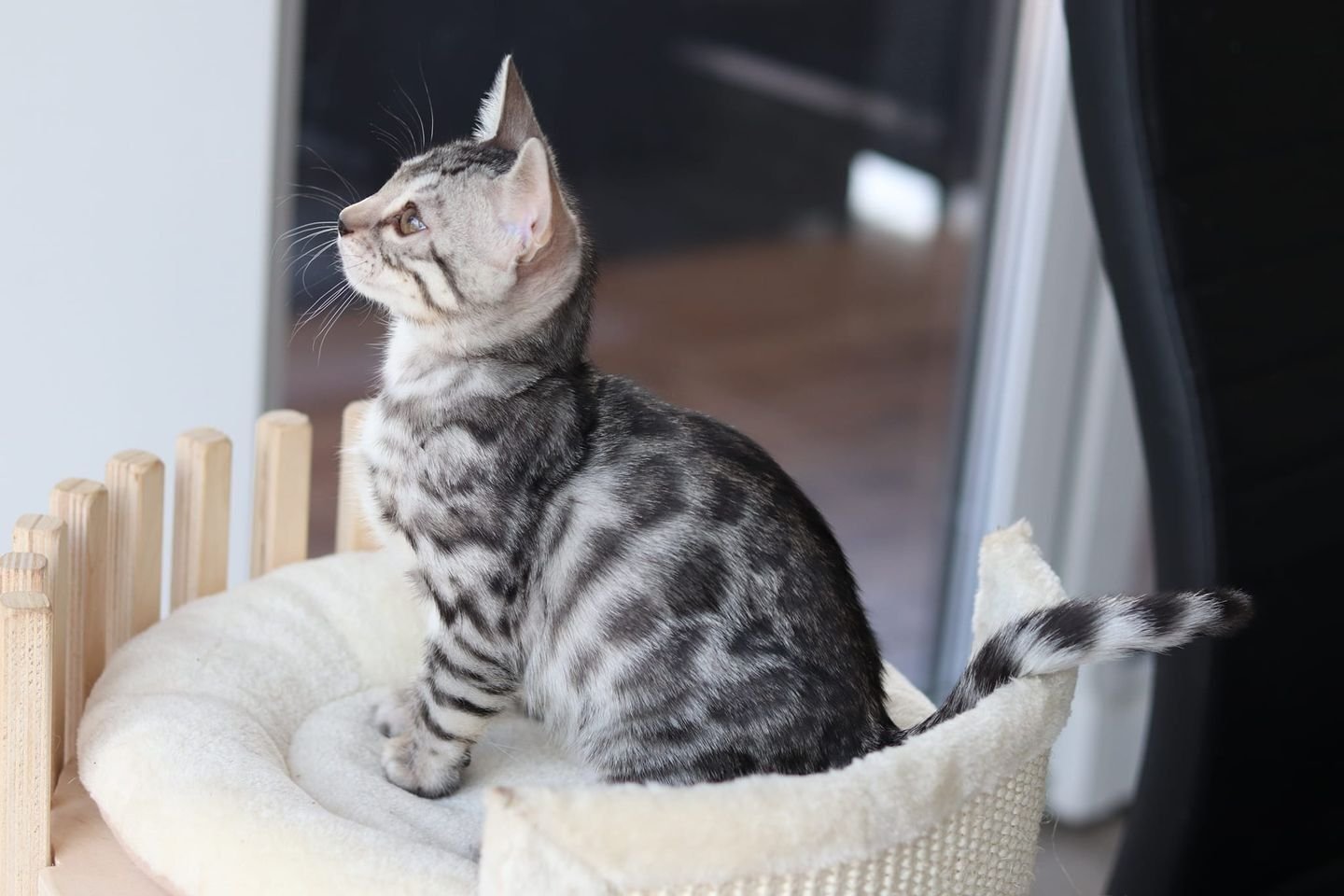 Snow/Silver/Charcoal/Brown Bengal Kittens: WhatsApp: +27842597191